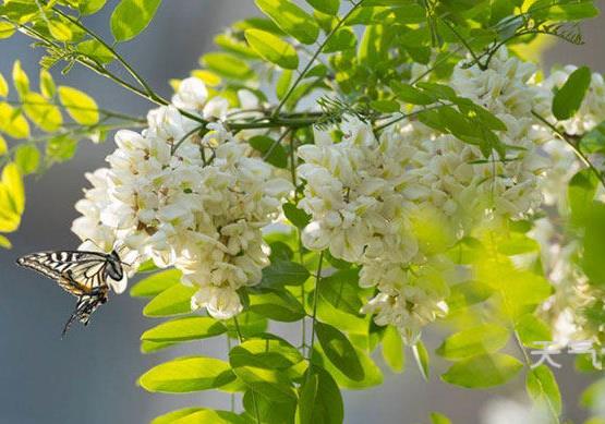 槐花茶怎么制作？槐花的功效與作用