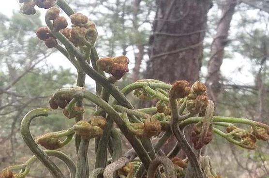 蕨菜的做法有哪些？蕨菜的食用禁忌