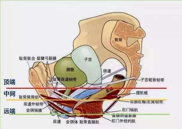 女性陰部真實照片：健康女人真實完美陰道及處女膜解剖學圖片【多圖】