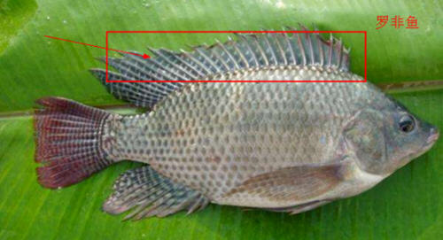 羅非魚和鯽魚的區(qū)別圖片及辨別技巧6