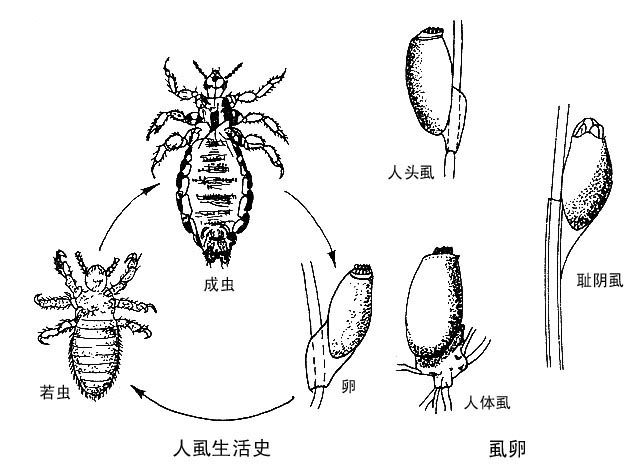 陰虱病有哪些癥狀什么樣子圖片？如何預(yù)防陰虱??？