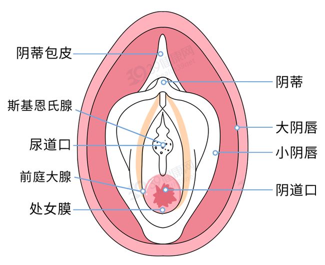 女人陰道是什么樣子的圖片科普 陰部真實構(gòu)造解剖結(jié)構(gòu)圖