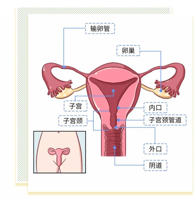 女人陰道是什么樣子的圖片科普 陰部真實(shí)構(gòu)造解剖結(jié)構(gòu)圖