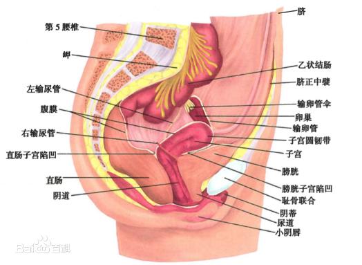 女人下面是什么樣子的圖片 陰部真實(shí)構(gòu)造解剖結(jié)構(gòu)圖