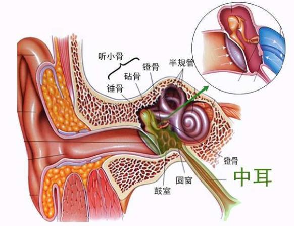 中耳炎會自愈嗎 足量正規(guī)足療程診治