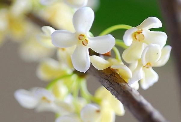 桂花的保存方法是什么？新鮮的桂花怎樣曬干保存？