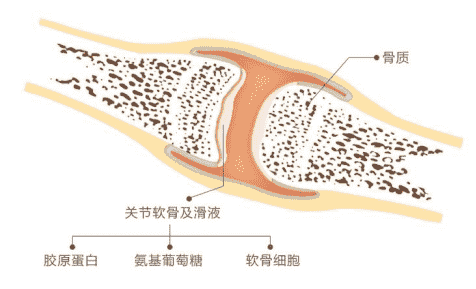 日常養(yǎng)護(hù)關(guān)節(jié)軟骨，有哈藥氨糖幫忙更高效