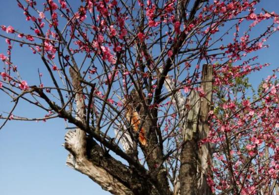 種植梅花怎么澆水 見(jiàn)干見(jiàn)濕不干不澆澆就澆透