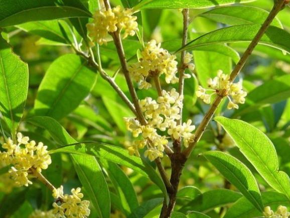 桂花種植后幾年開花 花齡為種植五年后的金秋時節(jié)