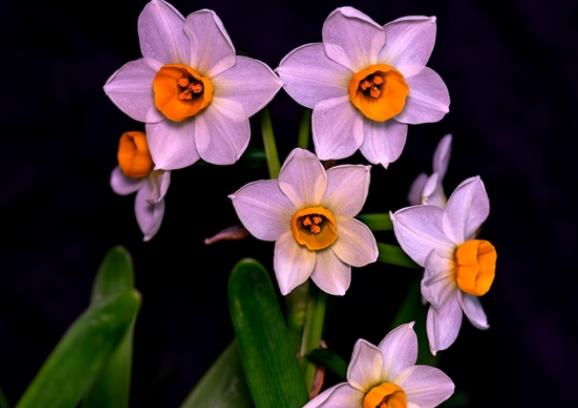 水仙花開花后怎么養(yǎng)護 保證光照控制水分溫度