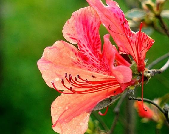 杜鵑花一年開幾次花 三種花期,根據(jù)生長環(huán)境開花