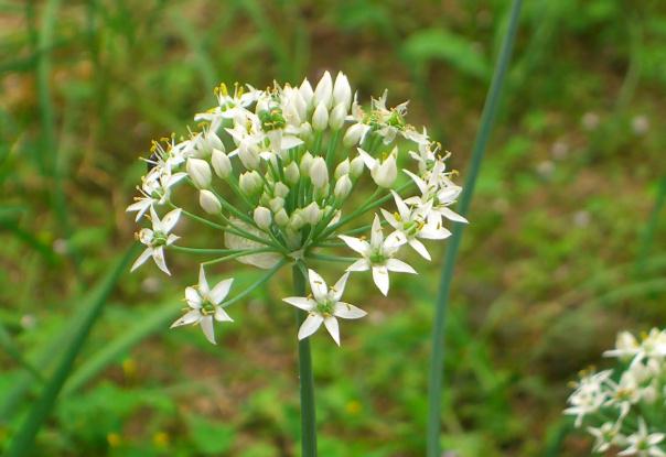 韭菜花醬發(fā)酵時(shí)間是多久？韭菜花醬可以長(zhǎng)期儲(chǔ)存嗎？