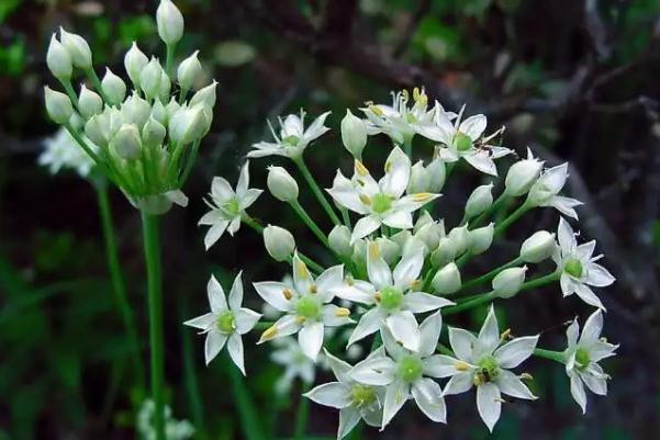 韭菜花的花可以吃嗎？韭菜花怎么清洗算干凈？