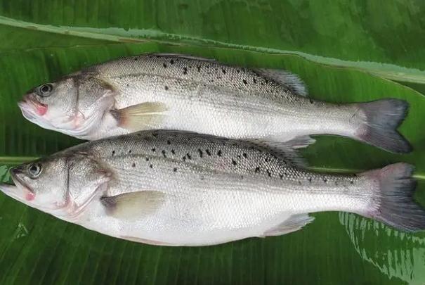 菜市場(chǎng)的鱸魚(yú)是海魚(yú)嗎？一斤半的鱸魚(yú)蒸幾分鐘？