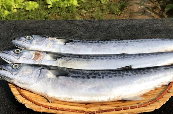 燕鲅魚和鮐鲅魚的區(qū)別有哪些？鲅魚熱量是多少？