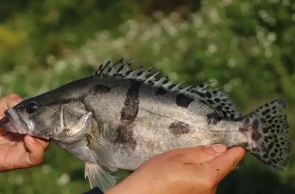 桂魚刺多嗎？桂魚是淡水魚嗎？