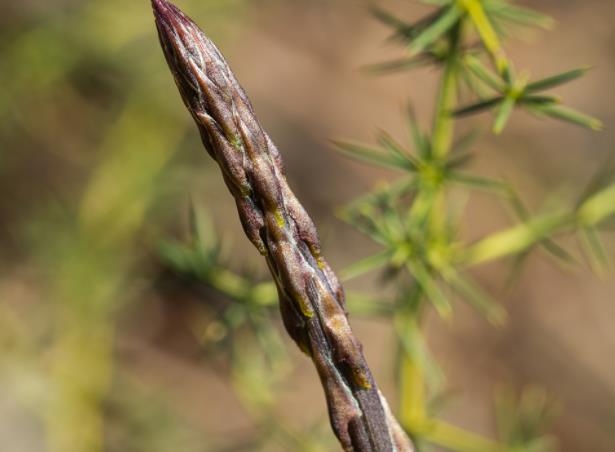 蘆筍是涼性還是熱性 涼性蔬菜,寒性體質(zhì)人群慎吃