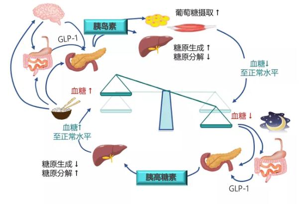 糖尿病的發(fā)病原因？糖尿病對(duì)女性性功能的影響？