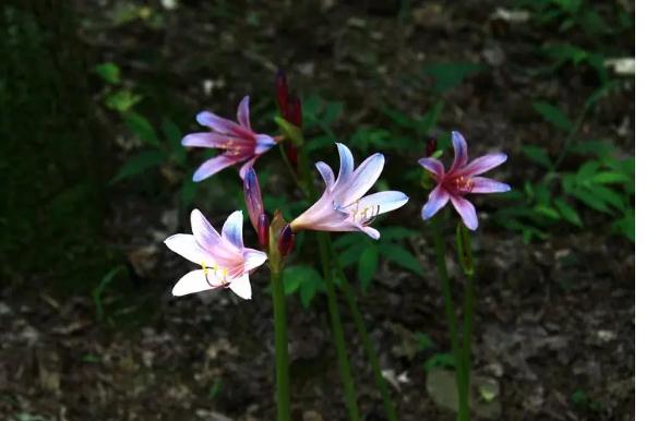 石蒜科花卉有哪些？宿根花卉有哪些？