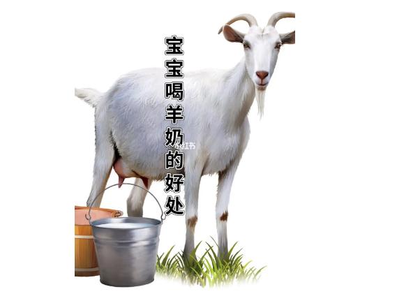 羊奶粉有什么優(yōu)點(diǎn)？嬰兒喝牛奶粉好還是羊奶粉好？