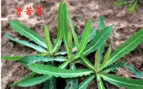 什么是胃炎？胃炎吃苦菜有什么好處？