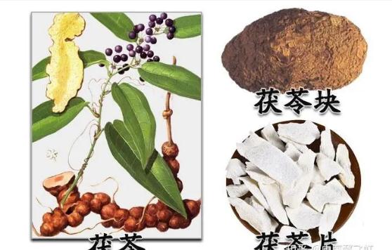 茯神都能治療什么疾病？茯神的功效作用是什么？