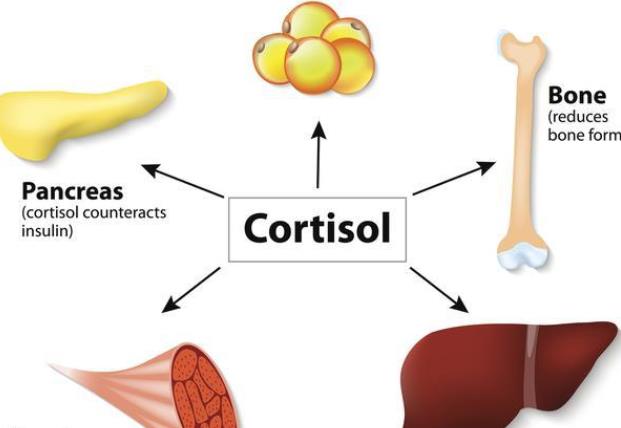 皮質(zhì)醇低會(huì)導(dǎo)致焦慮癥嗎 皮質(zhì)醇低會(huì)影響心理嗎