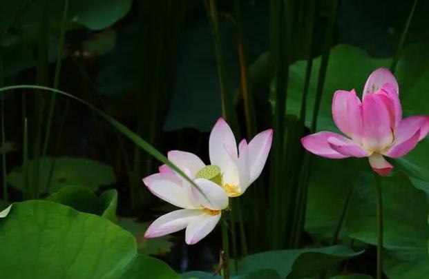 荷花酒怎么做？荷花煙為什么這么火？