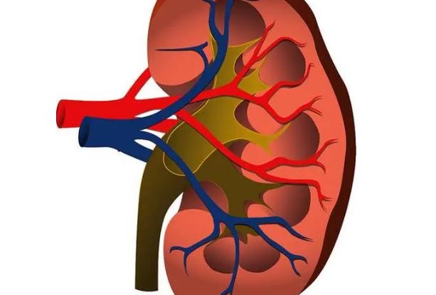 慢性腎臟病有哪些？慢性腎臟病有什么癥狀？