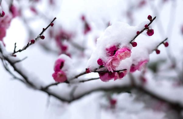 臘梅花一般在幾月開(kāi)花 ？臘梅花為什么叫臘梅花？