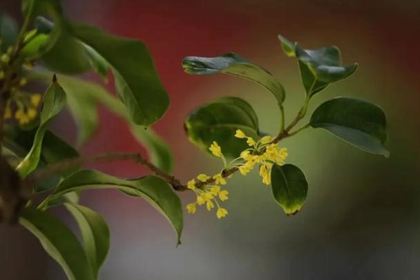 桂花采摘下來怎么處理？桂花美食有哪些？